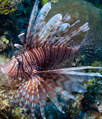 Lionfish Hunt Charters